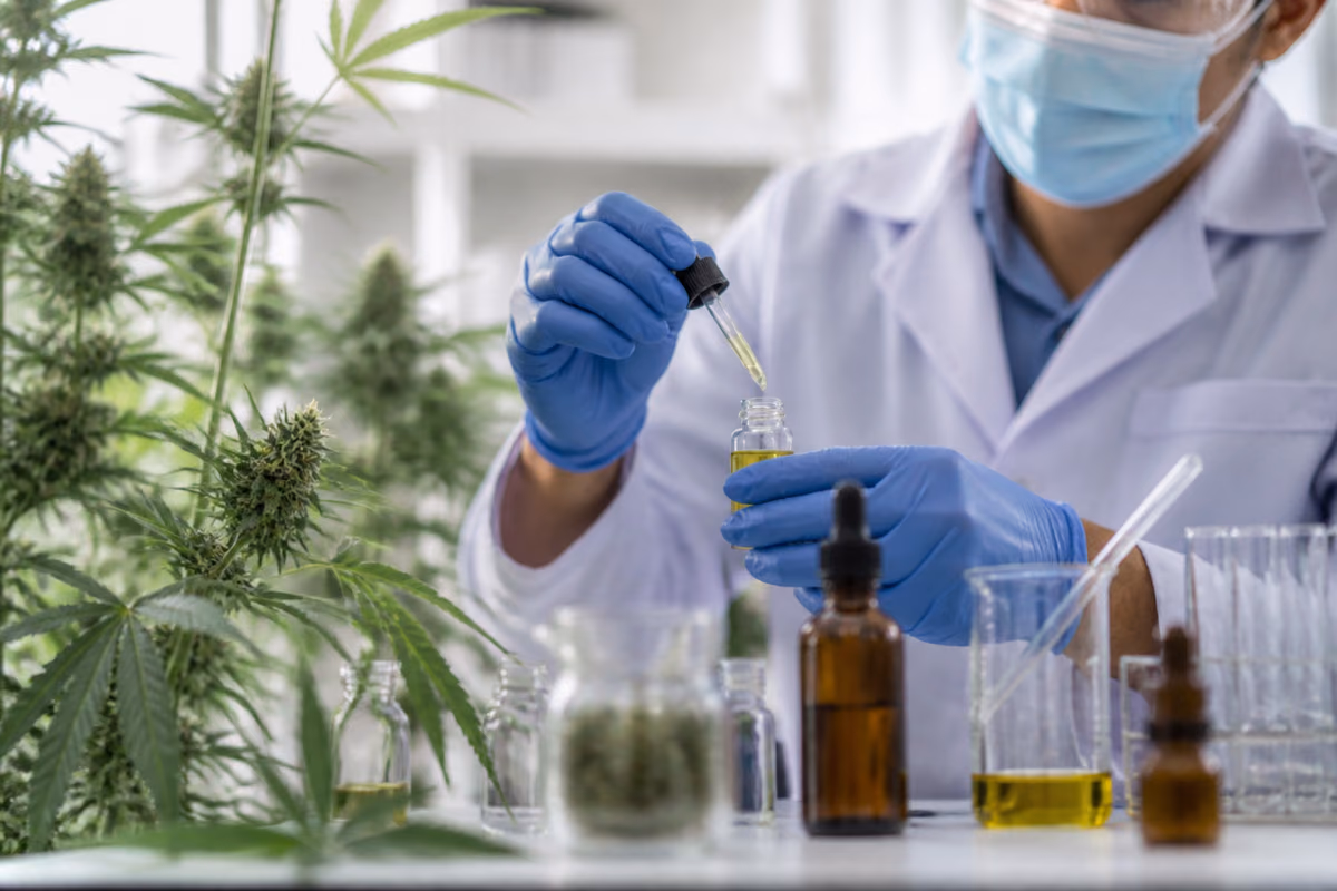 Vědec v laboratoři kape pipetou konopný olej do lahvičky vedle kvetoucích rostlin konopí